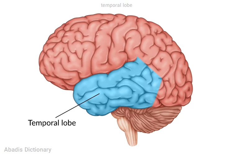 temporal lobe